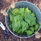 How to Preserve Spinach
